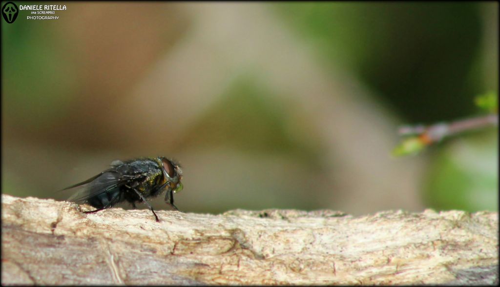 Calliphora vomitoria (Calliphoridae)